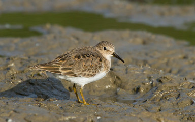 Temminck's stint 