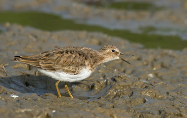 Temminck's stint 