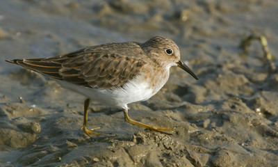 Temminck's stint 