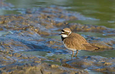 Little ringed plover 