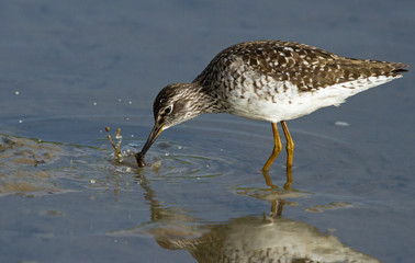 Wood sandpiper 