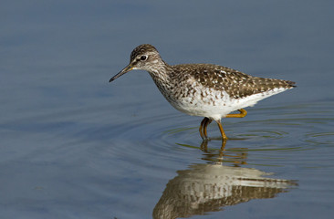 Wood sandpiper 