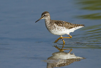 Wood sandpiper 