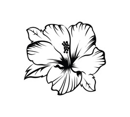 Hibiscus Flower - 73081590