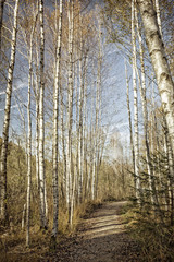 Weg durch ein Birkenwäldchen im Herbst