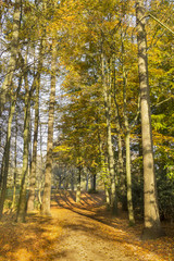 Fototapeta premium Forest during Autumn
