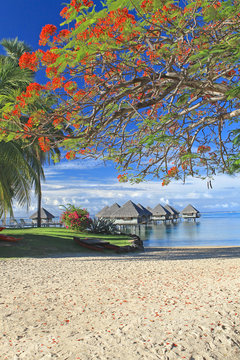 tahiti beach resort