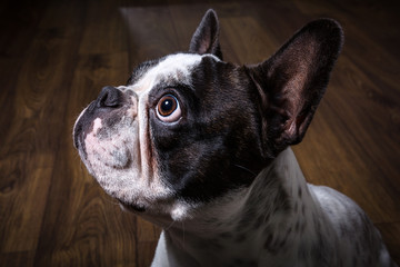 French bulldog portrait in dark room