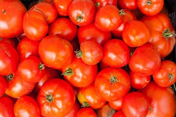 Red ripe tomatoes background with green roots
