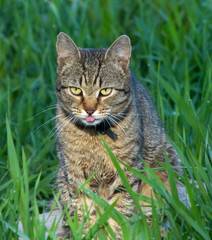 Cat in grass 