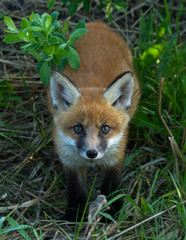 Fototapeta premium Red fox cub 