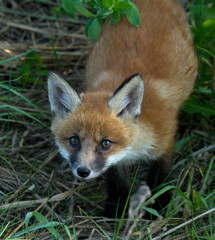 Fototapeta premium Red fox cub 