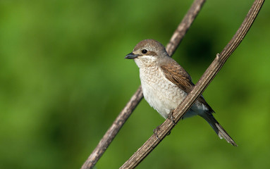 Red-backed Shrike female