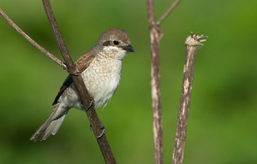 Red-backed Shrike female
