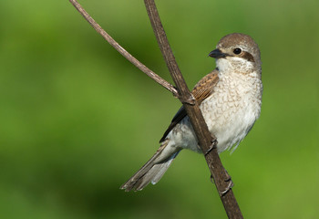 Red-backed Shrike female