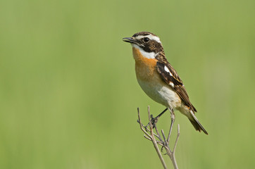 Whinchat on the branch