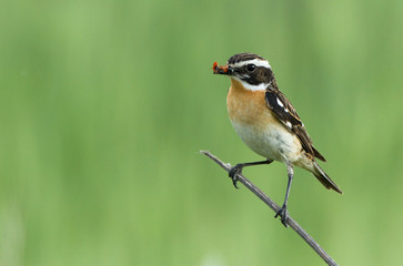 Whinchat on the branch 