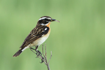 Whinchat on the branch 