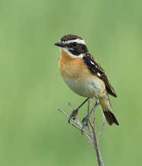 Whinchat on the branch