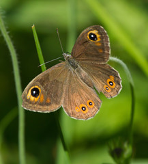 Fototapeta premium Large Wall Brown butterfly on a flower of Field Scabious 
