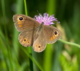 Obraz premium Large Wall Brown butterfly on a flower of Field Scabious 