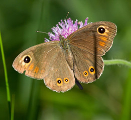 Large Wall Brown butterfly on a flower of Field Scabious 