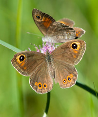 Fototapeta premium Large Wall Brown butterflies on a flower of Field Scabious