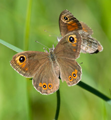 Fototapeta premium Large Wall Brown butterflies on a flower of Field Scabious