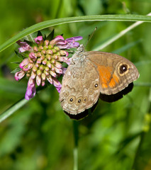 Large Wall Brown butterfly on a flower of Field Scabious 