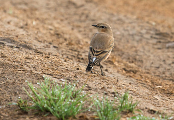 Northern wheatear on the ground