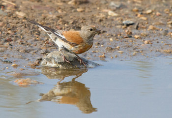 Common linnet drink from puddle 