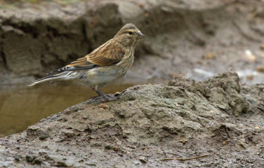 Young Common linnet 