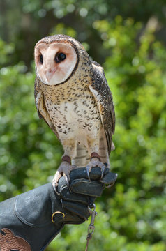 Australian Masked Owl