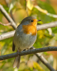 Fototapeta premium European Robin on the branch