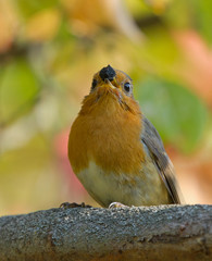 European Robin with berry 