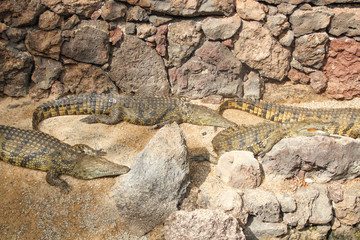 alligator