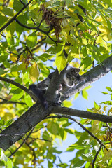 Frightened young cat sitting on the tree, can`t go down