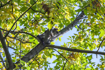 Helpless little kitten sitting on a tree branch