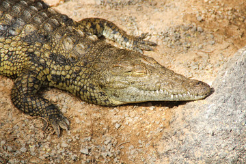 alligator