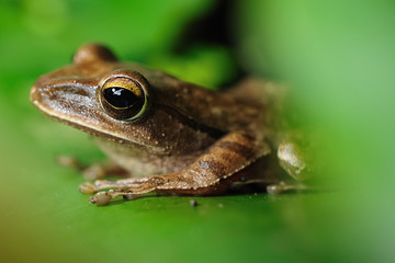 Peacock tree frog