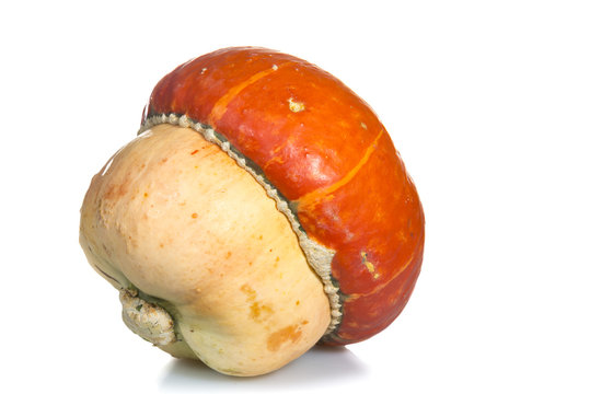 Coloquinte, cucurbitac&eacute;e