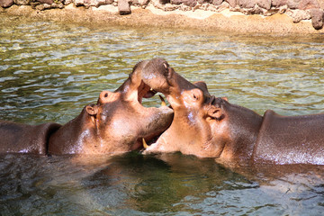 Fototapeta premium hippopotame