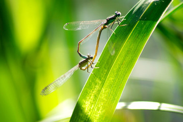 nsects on plants