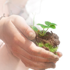 Woman's hands holding strawberry in dirt