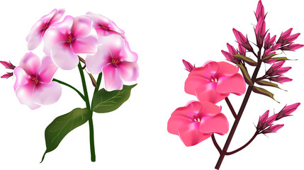 pink phlox  flower branches isolated on white