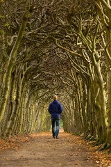Naklejka na ściany i meble Man walking through a tunnel of trees on an autumn day.