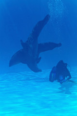 Scuba diver and dolphins