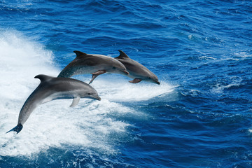 Drie dolfijnen