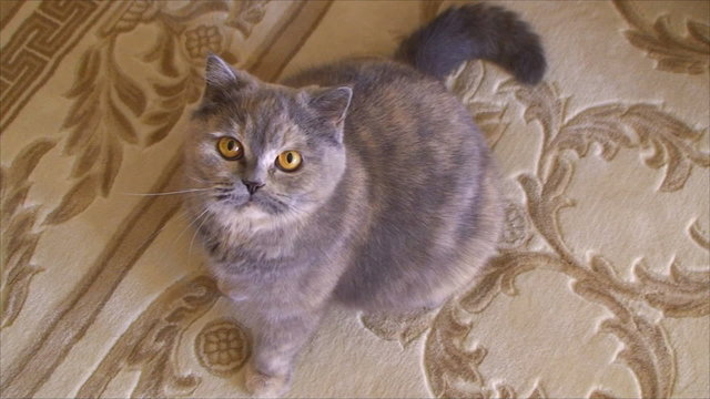 cat sits on the carpet and looking up