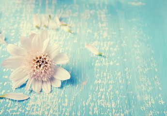 Little white flower on the blue colored wooden background